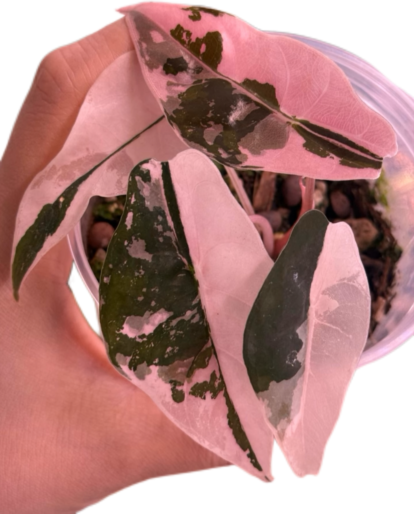 Alocasia Chantrieri Pink Variegated