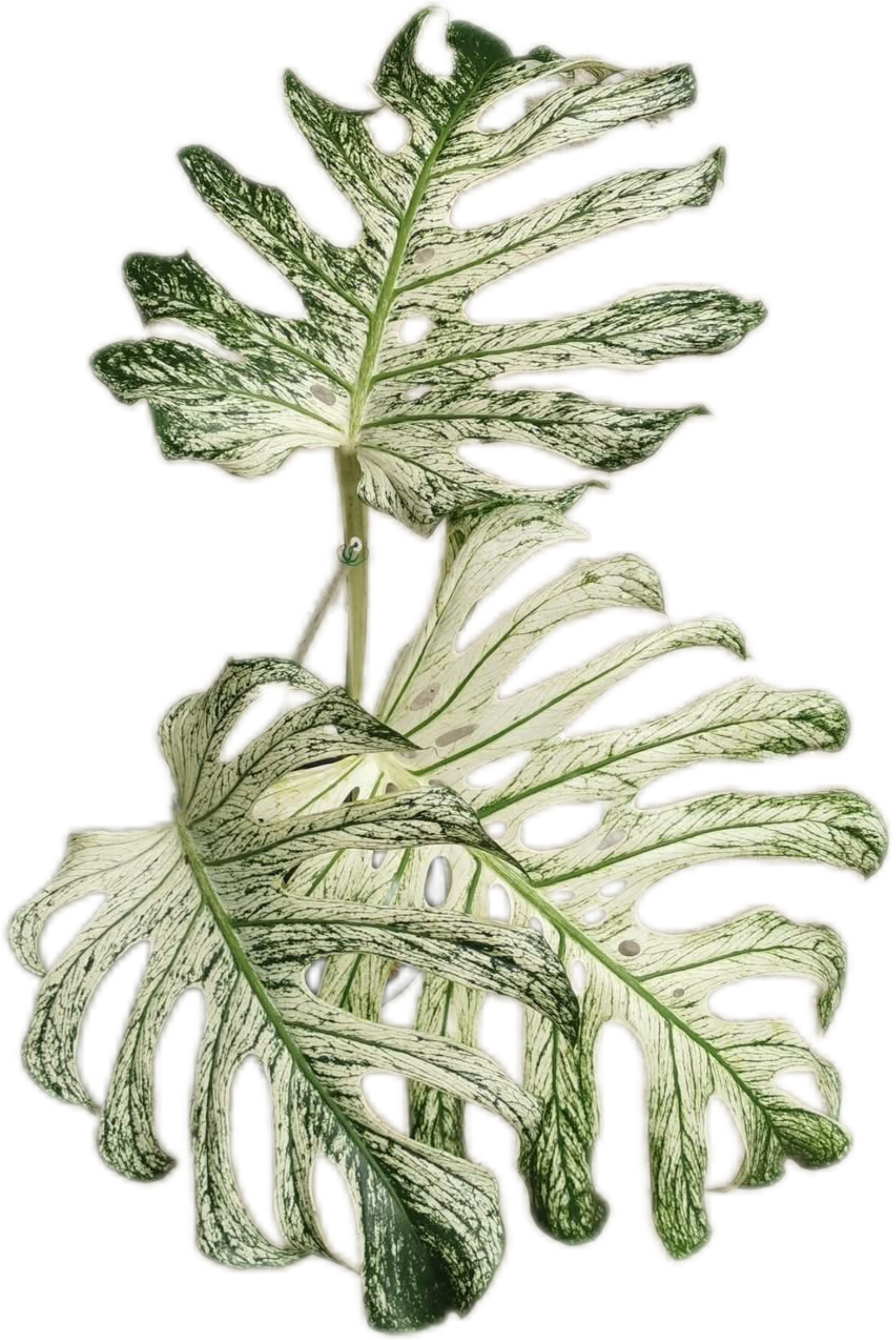 モンステラ デビルモンスター LAST 株！💚🪴 Monstera Deliciosa 'Devil Monster' モンステラ デビル