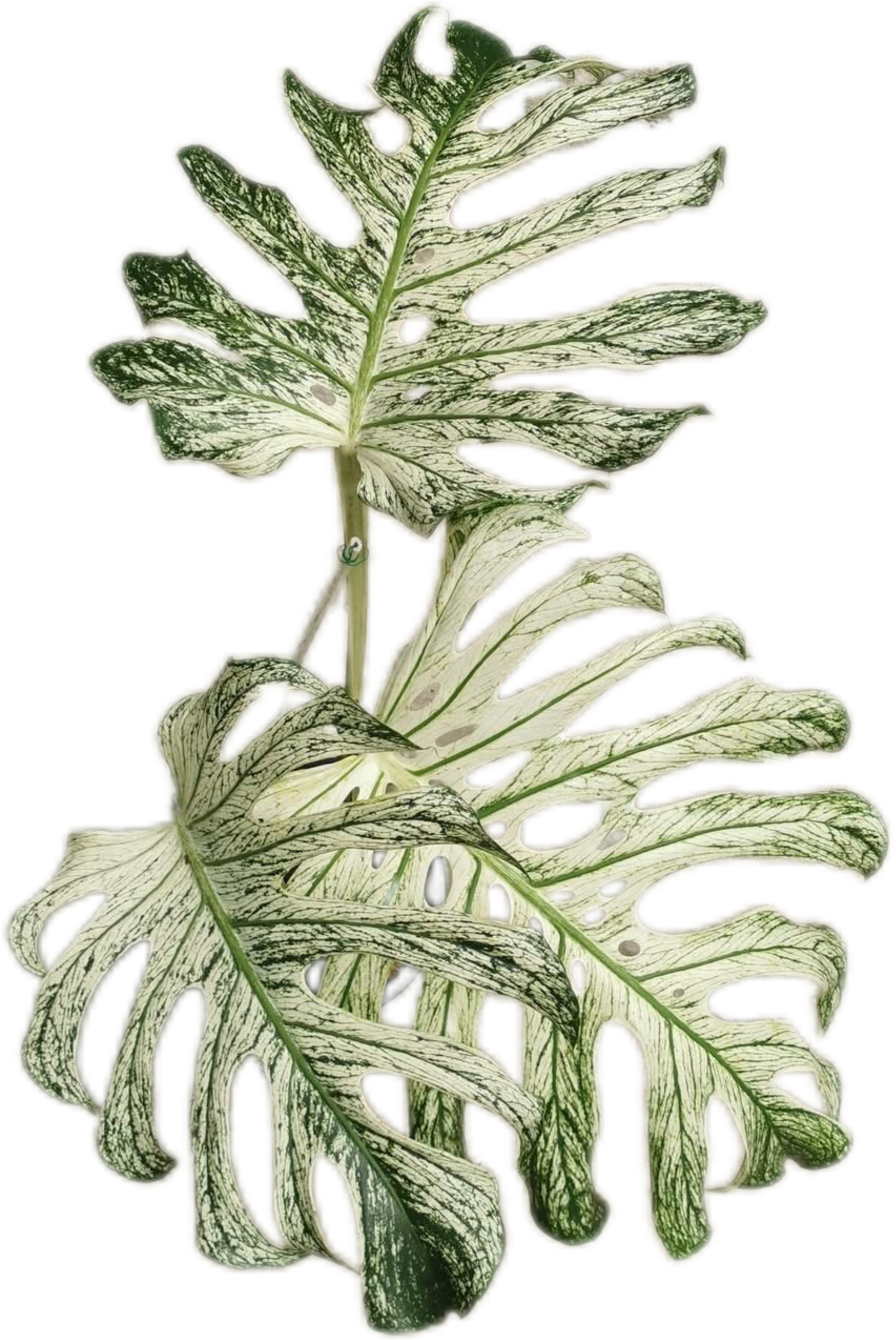 MONSTERA Deliciosa “DEVIL MONSTER”