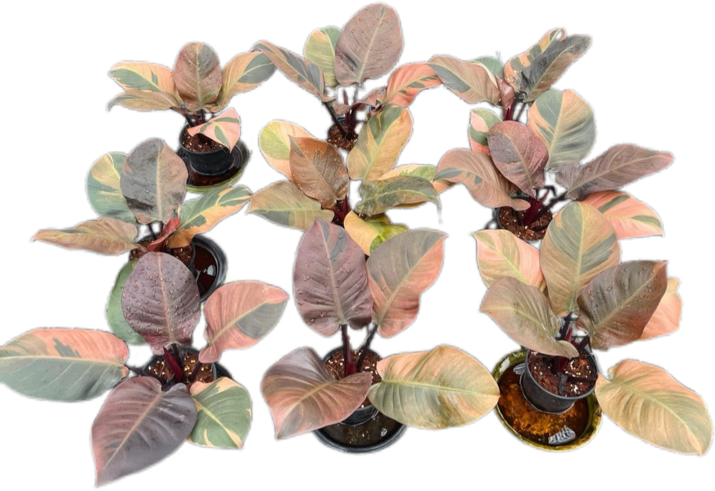 Philodendron Black Cardinal Variegated (no. 2) Big Size