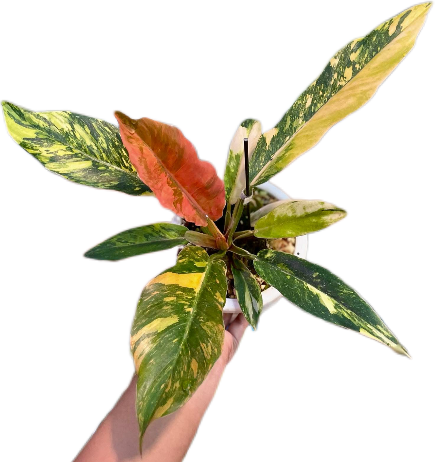 Philodendron Fire Tiger Caramel Marble (small size )