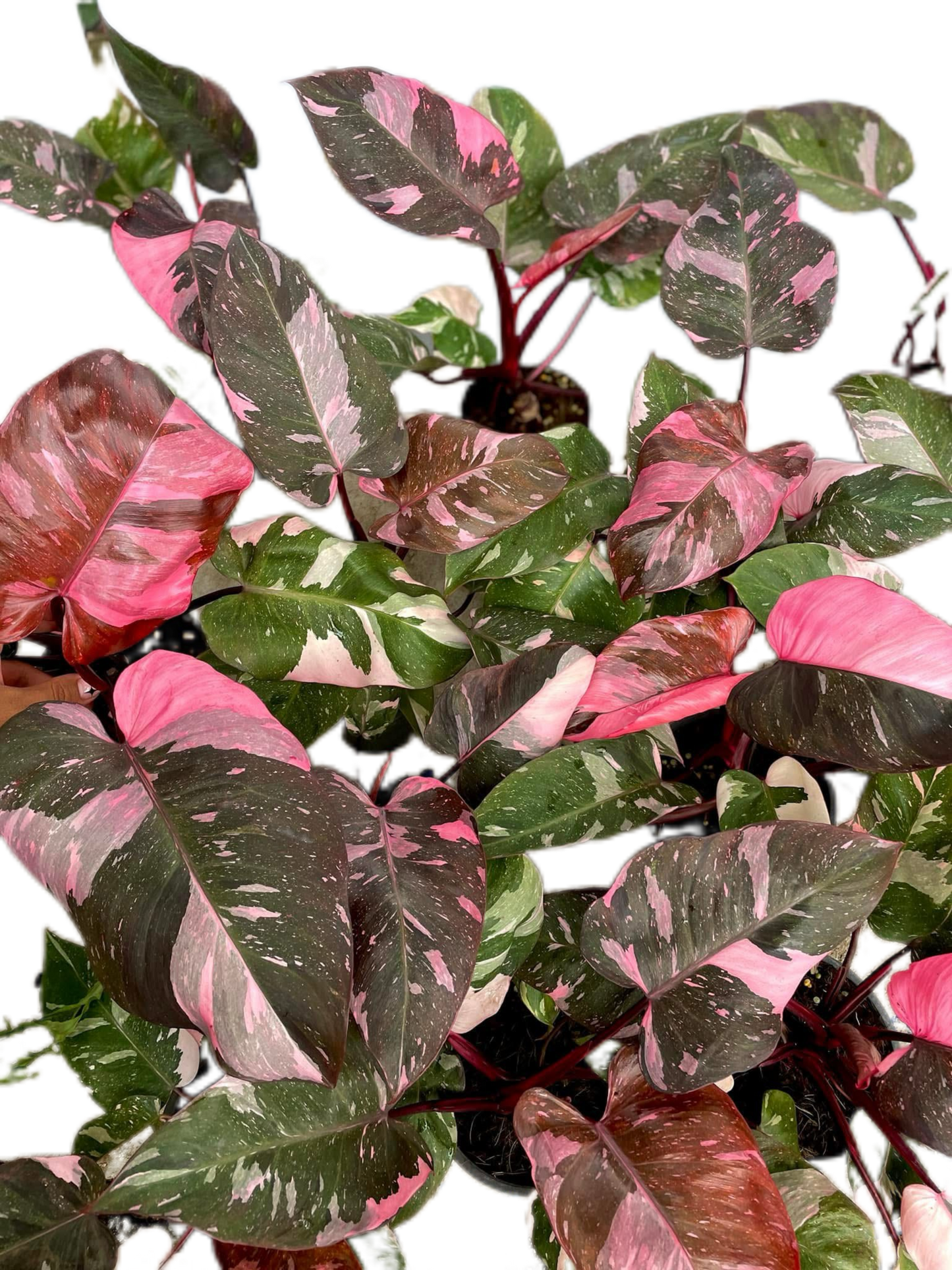 Philodendron Pink Princess King Marble Set of 10 plants
