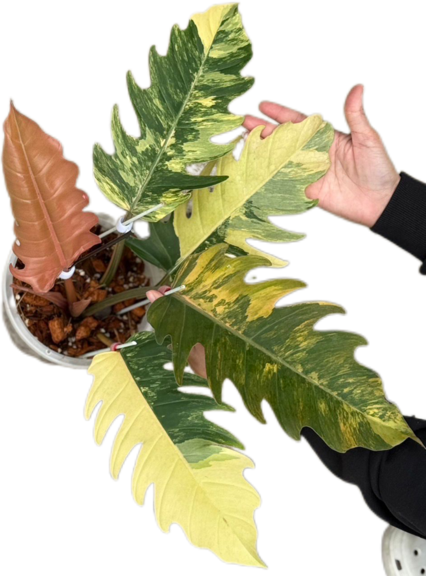 Philodendron Caramel Marble Variegated Wholesale Set of 5 Plants