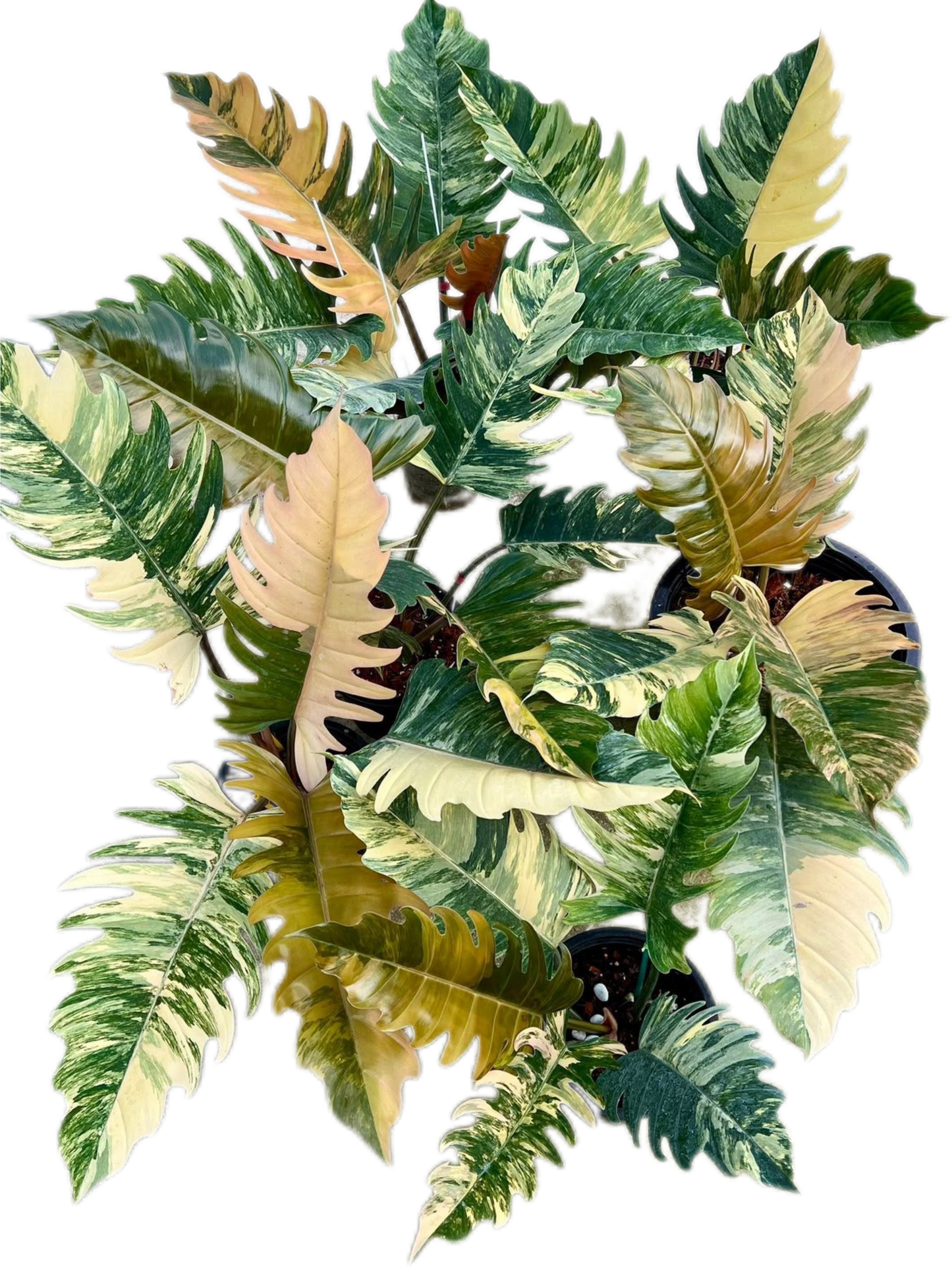 Philodendron Caramel Marble Variegated Wholesale Set of 5 Plants