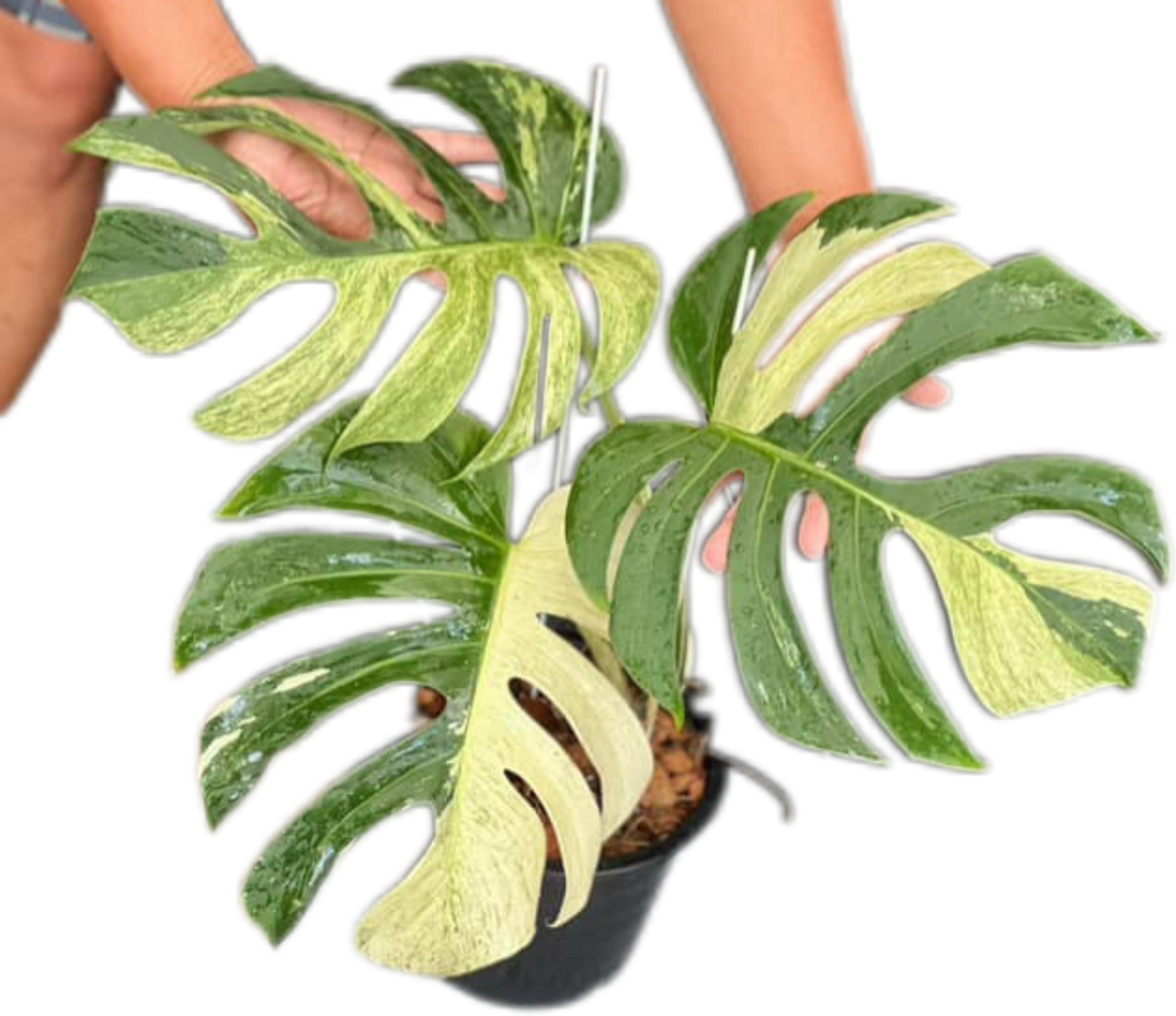 Monstera Borsigiana Mint NOID - Wholesale of 5 Plants