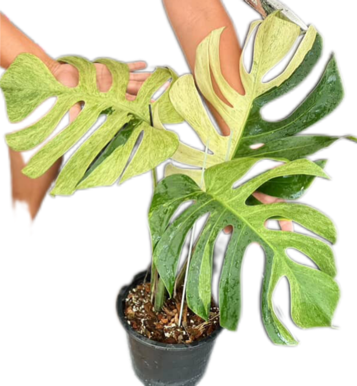 Monstera Borsigiana Mint NOID - Bundle of 5 Plants