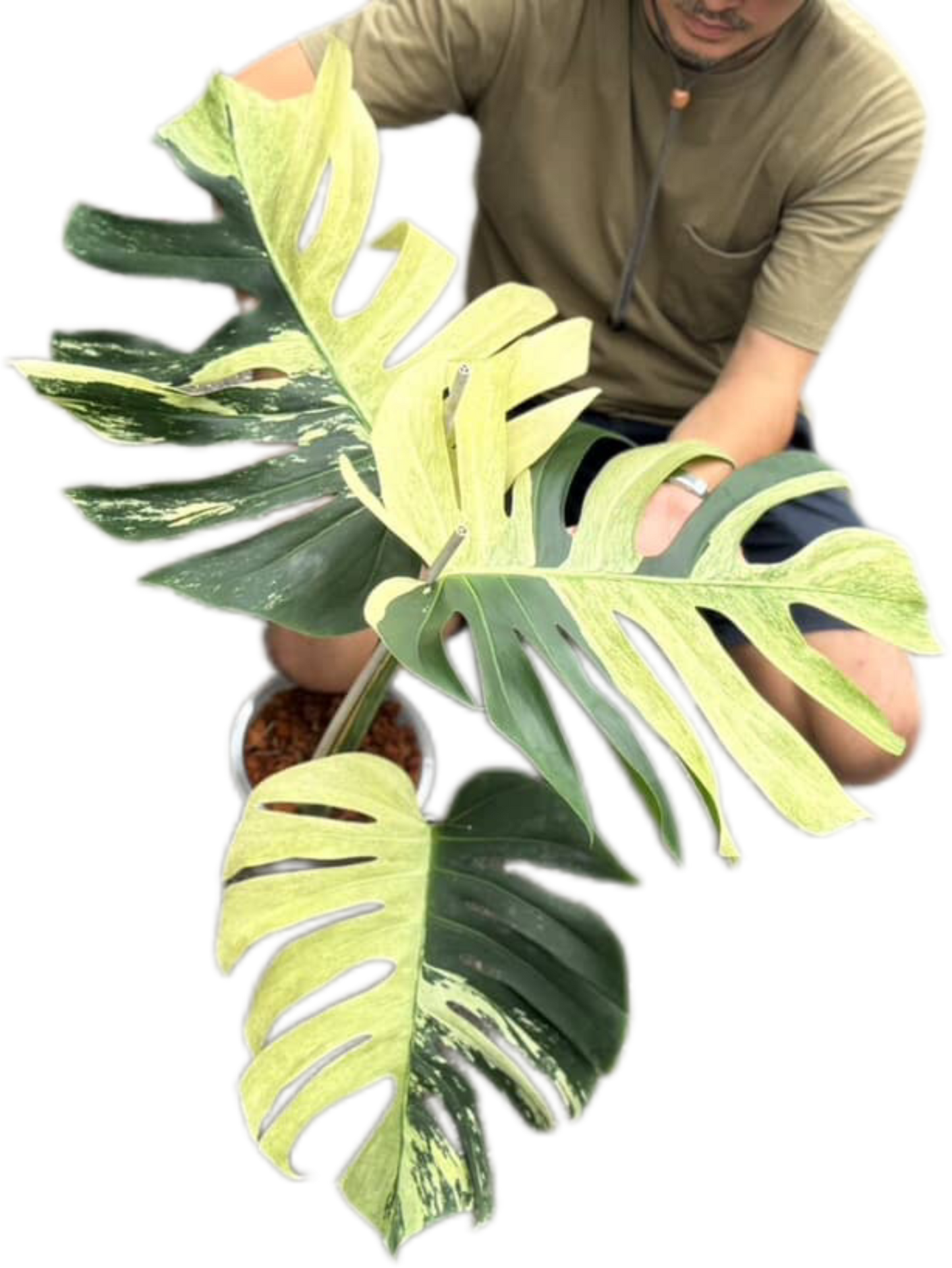 Monstera Borsigiana Mint NOID - Bundle of 5 Plants