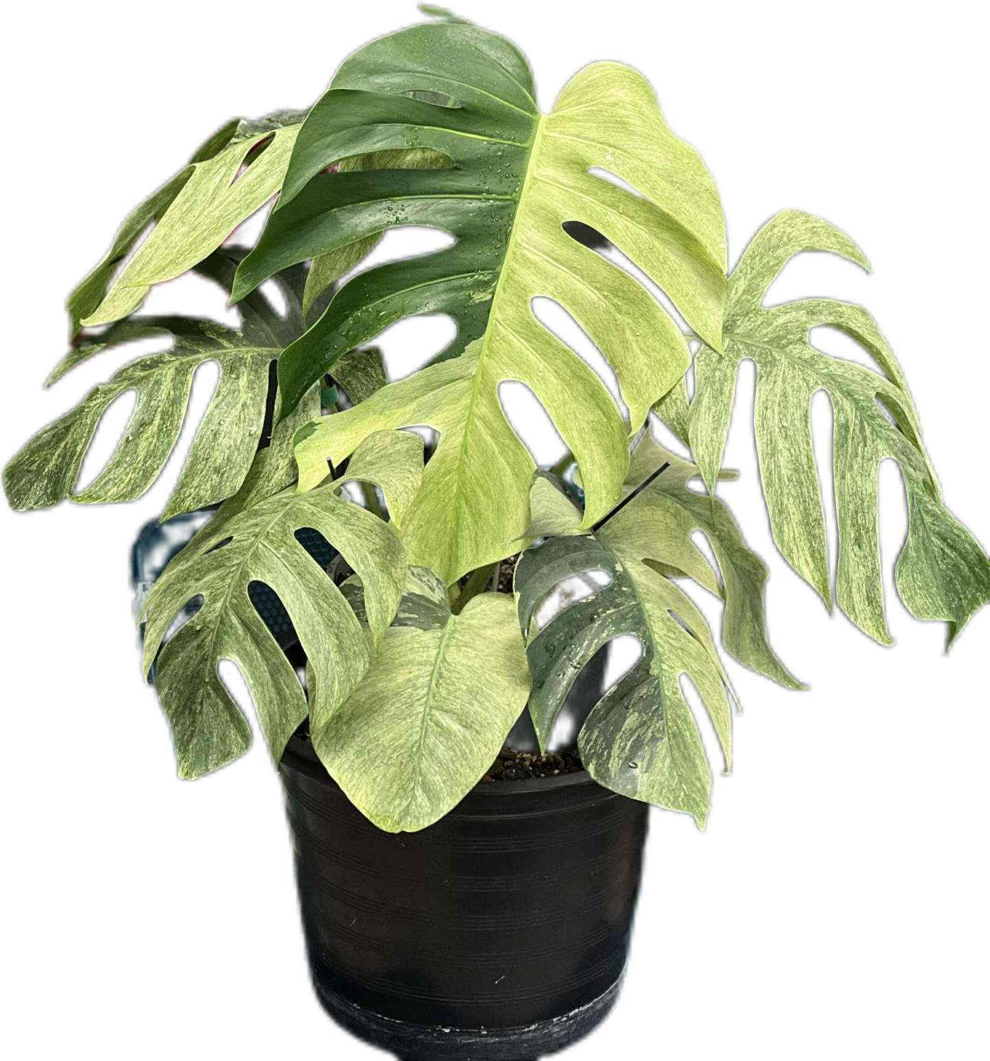 Monstera Borsigiana Mint Big Mature Whole Plant