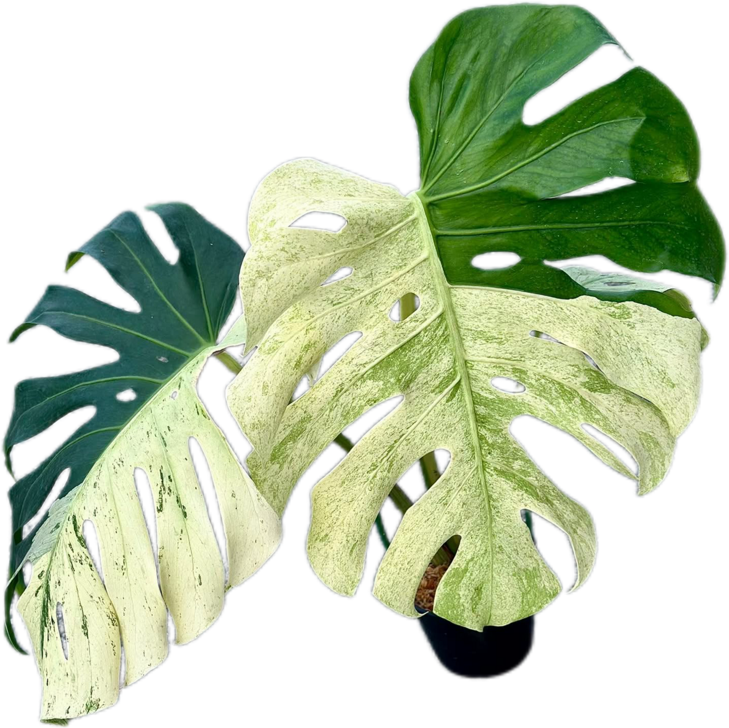Monstera Deliciosa “White Tear” Varieties