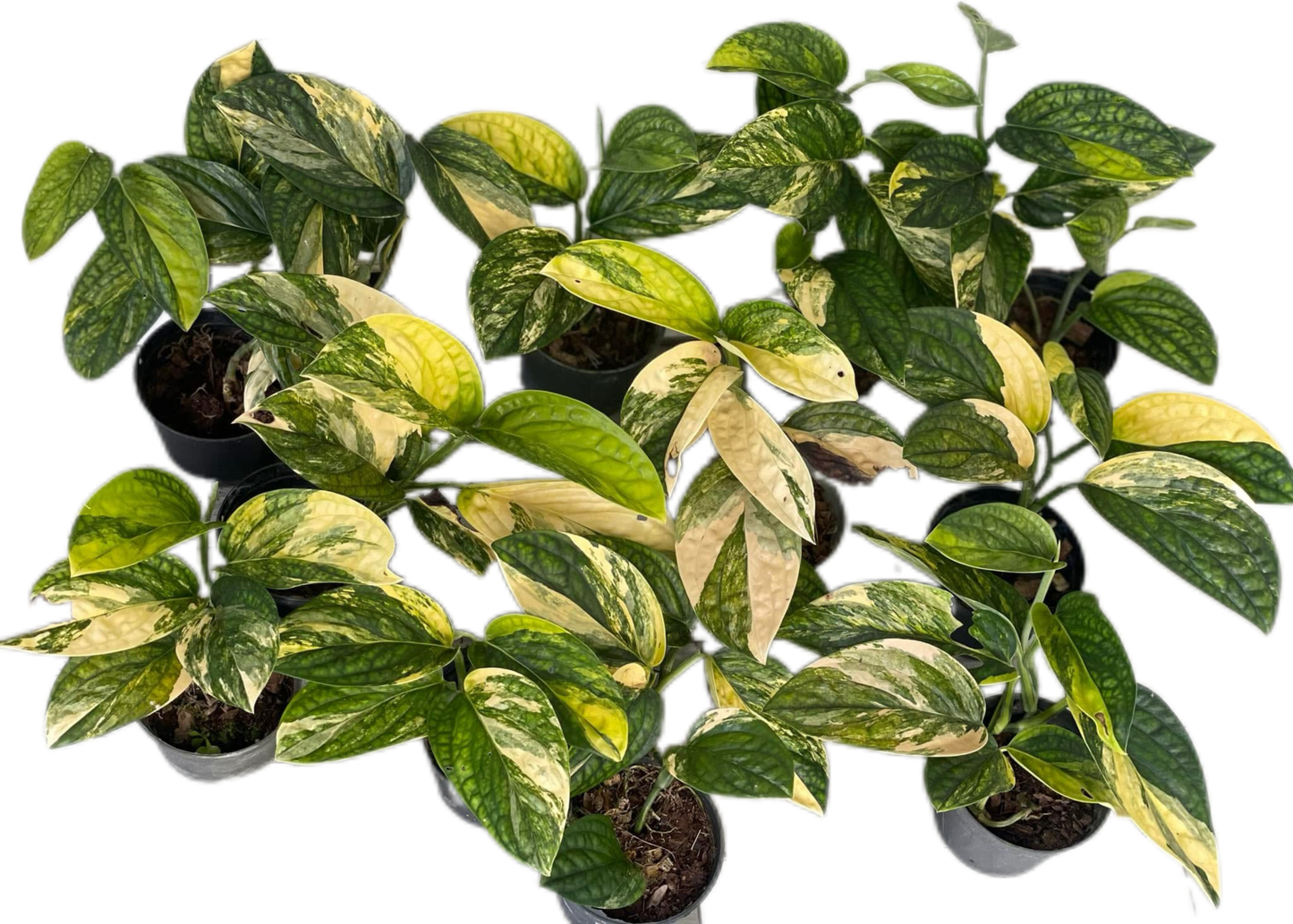 Monstera Karstenianum Peru Variegated Wholesale Set of 10 Plants