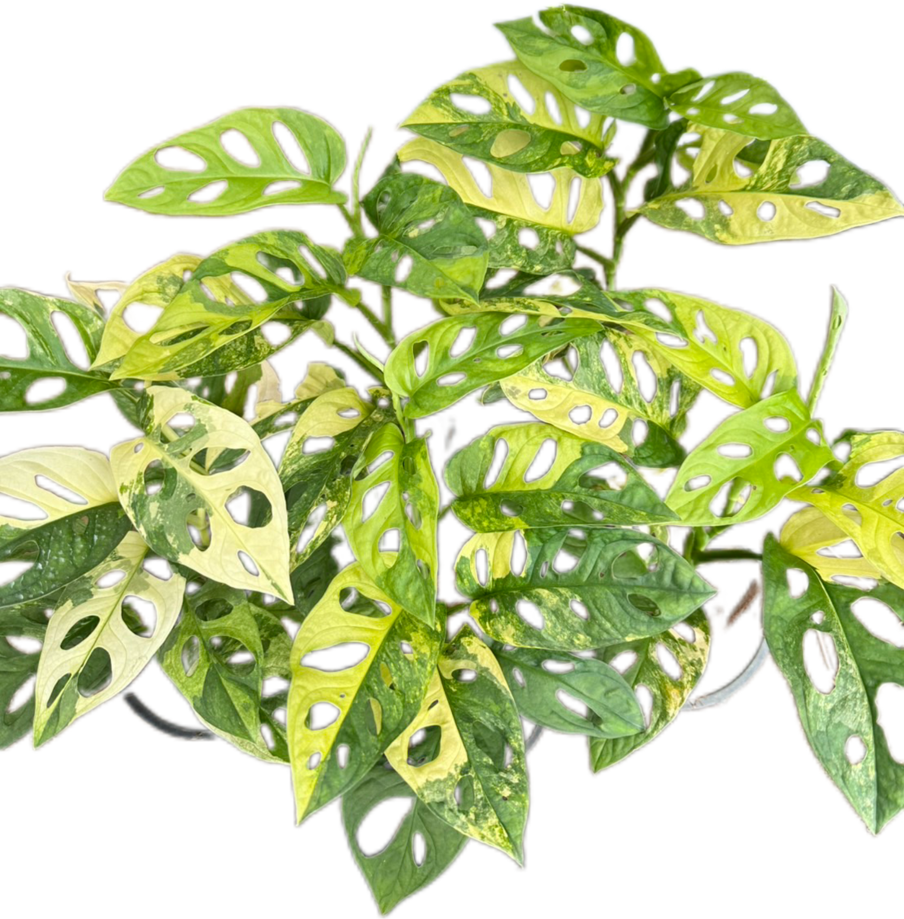 Buy Monstera Adansonii Aurea Variegated