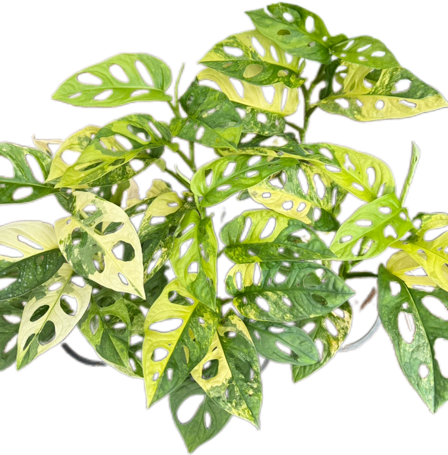 Monstera Adansonii Aurea Variegated Set of 5 Plants