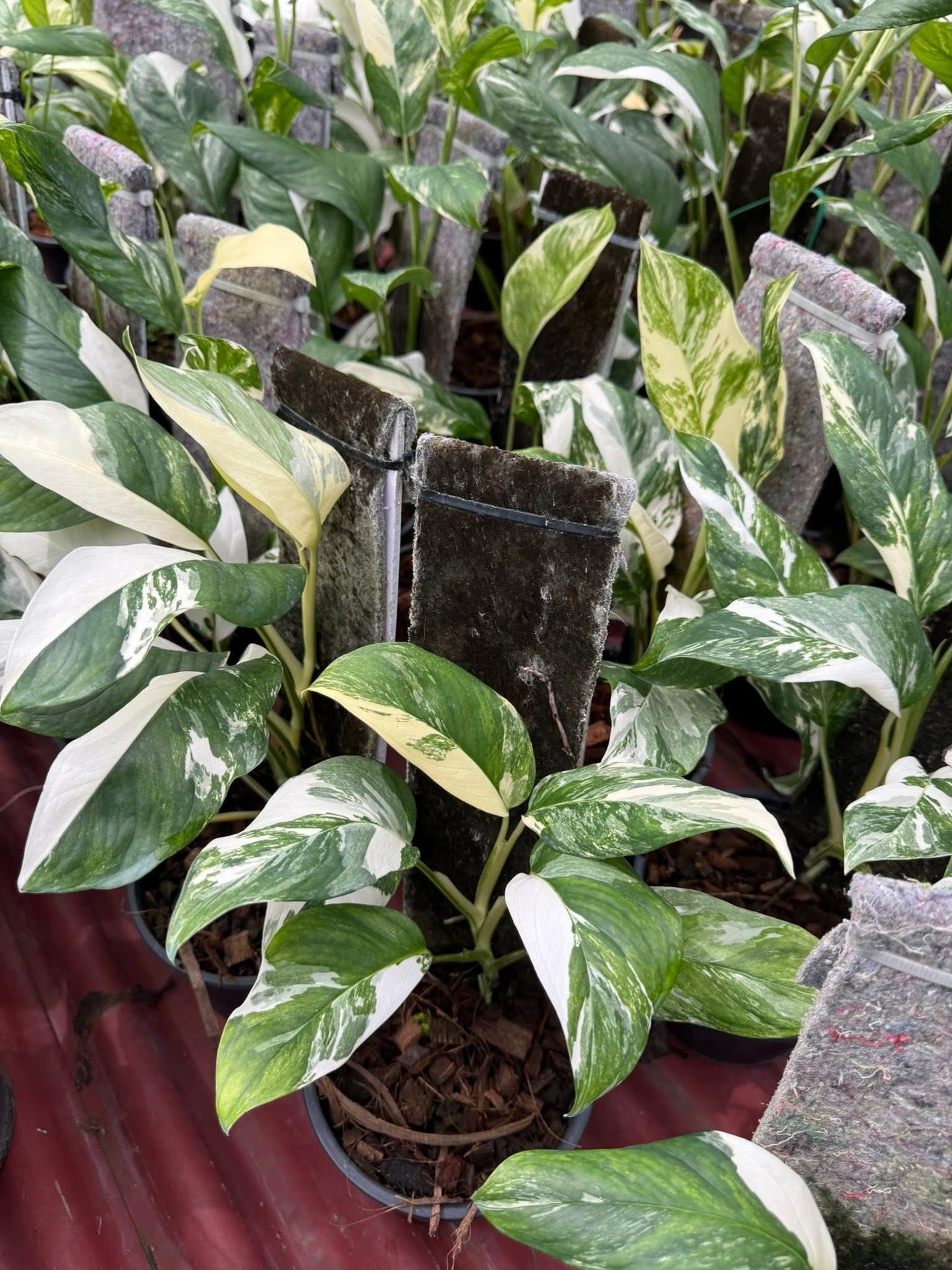 Monstera Lechleriana Variegated Set of 5 Plants