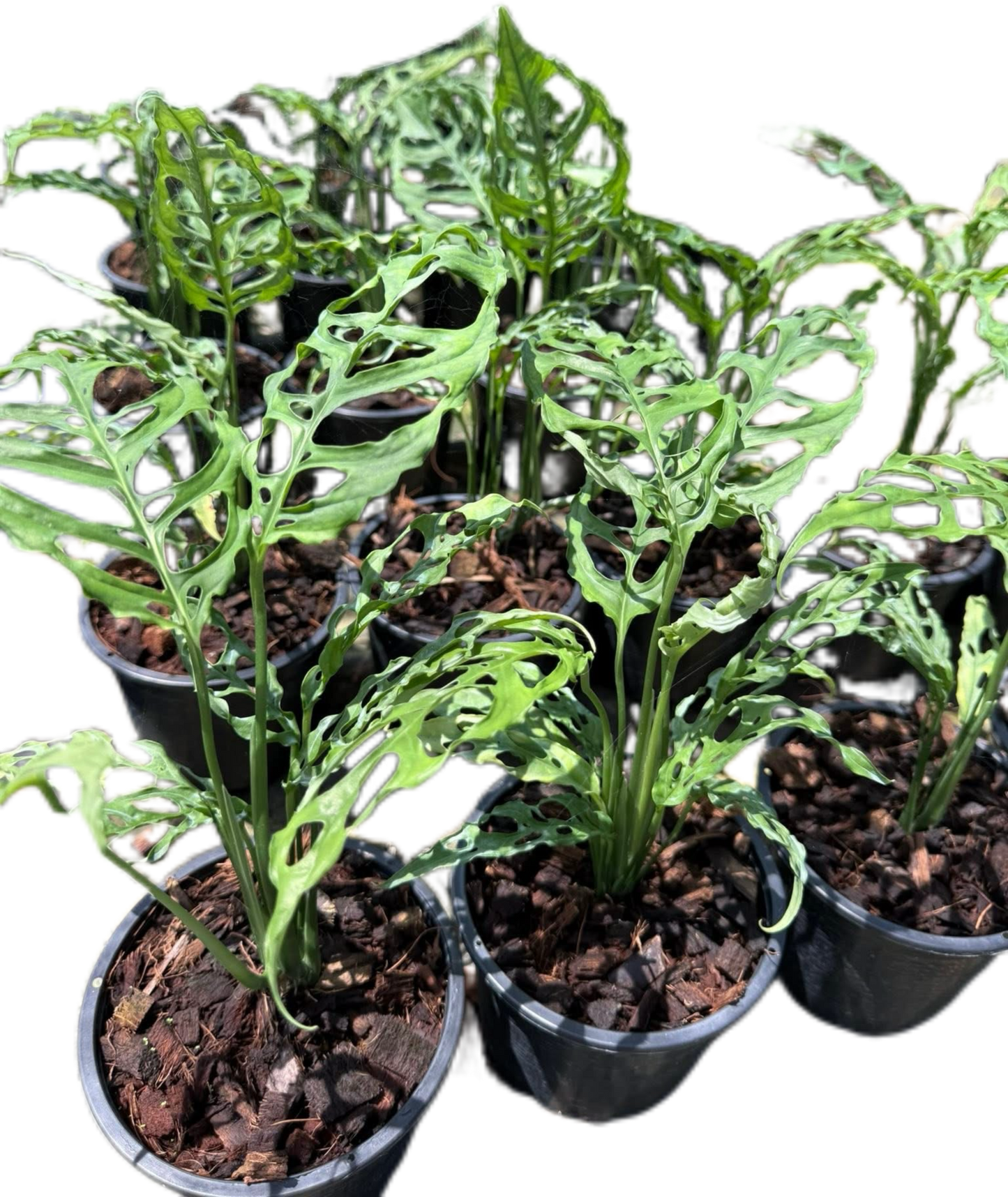 Monstera Oblique Peru Set of 10 Plants