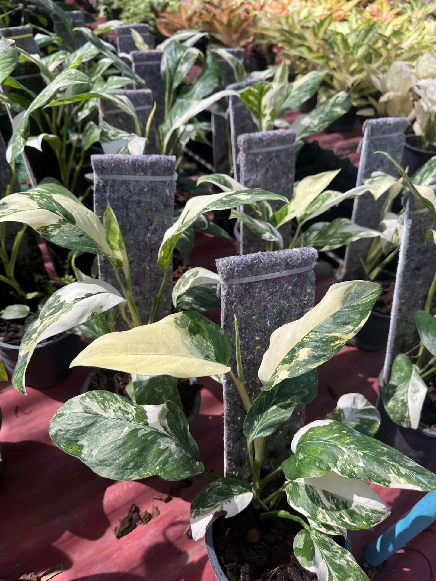 Monstera Lechleriana Variegated Set of 5 Plants