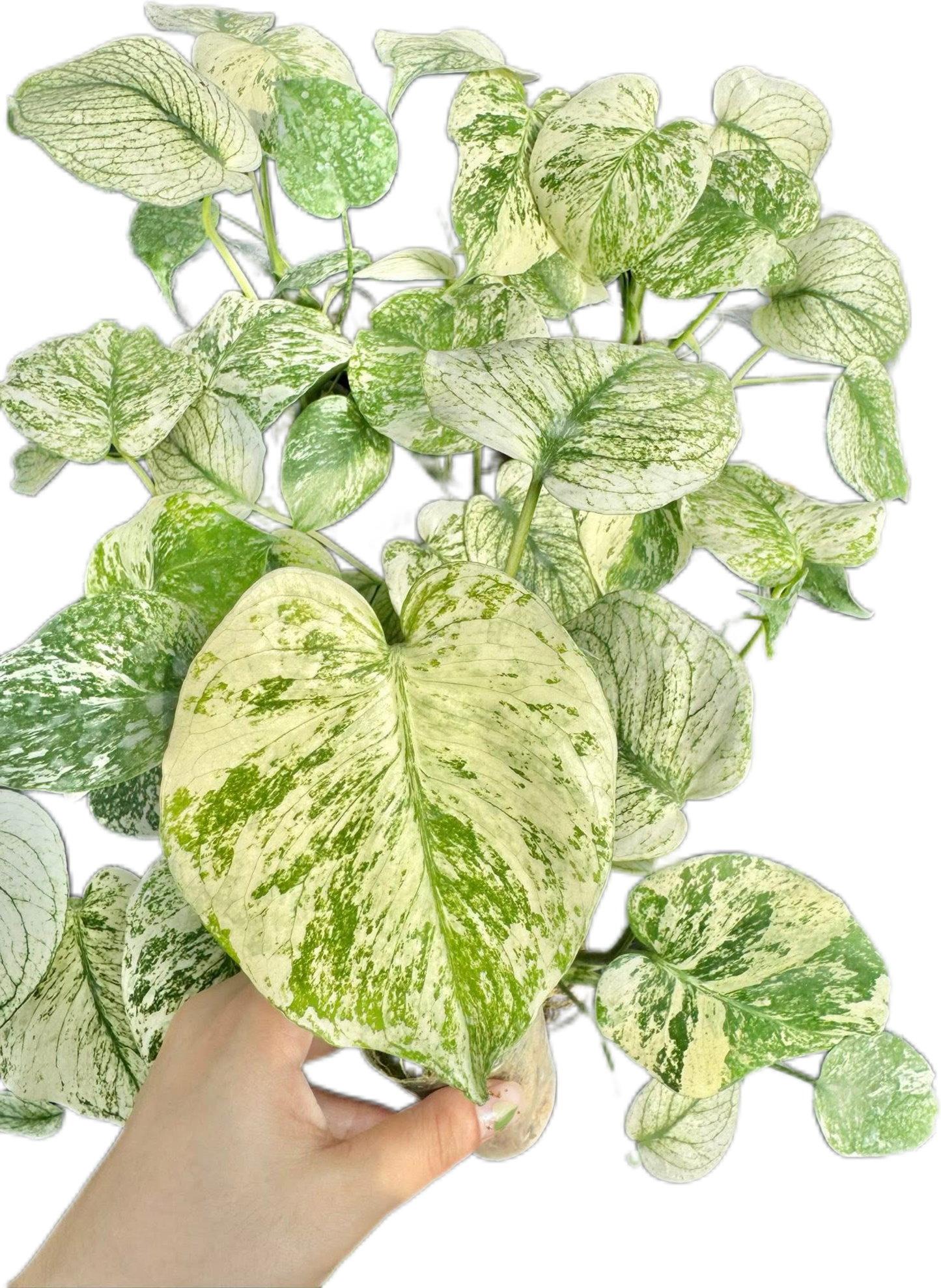Monstera Deliciosa White Monster Set of 5 Plants
