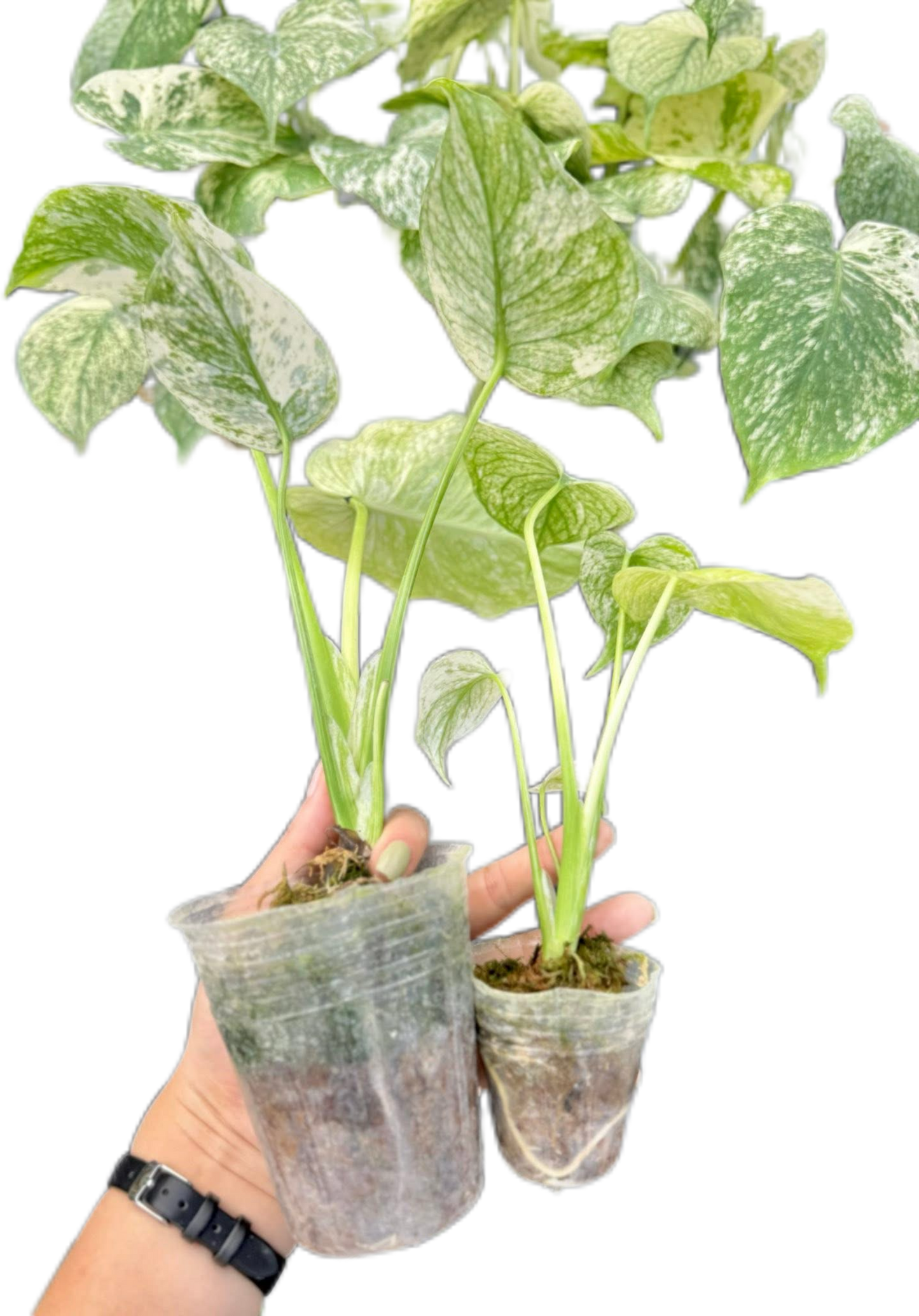 Monstera Deliciosa White Monster Set of 5 Plants
