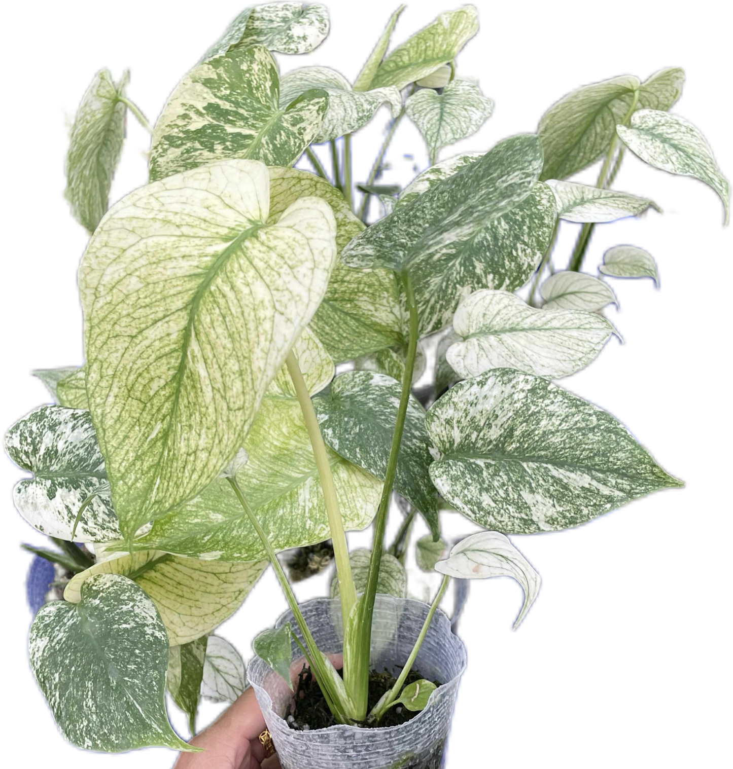 Monstera Deliciosa White Monster Set of 5 Plants