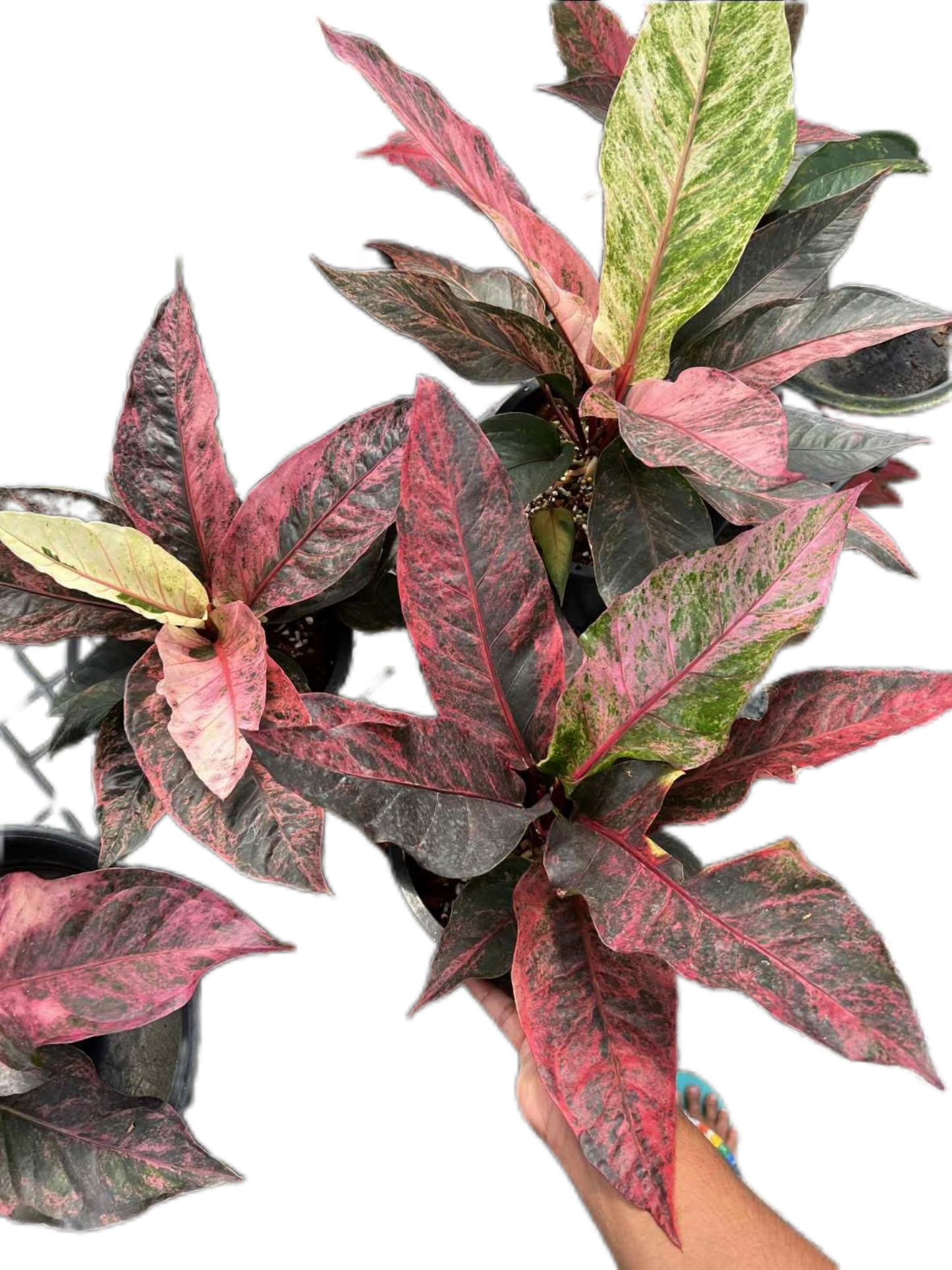 Anthurium Renaissance Variegated