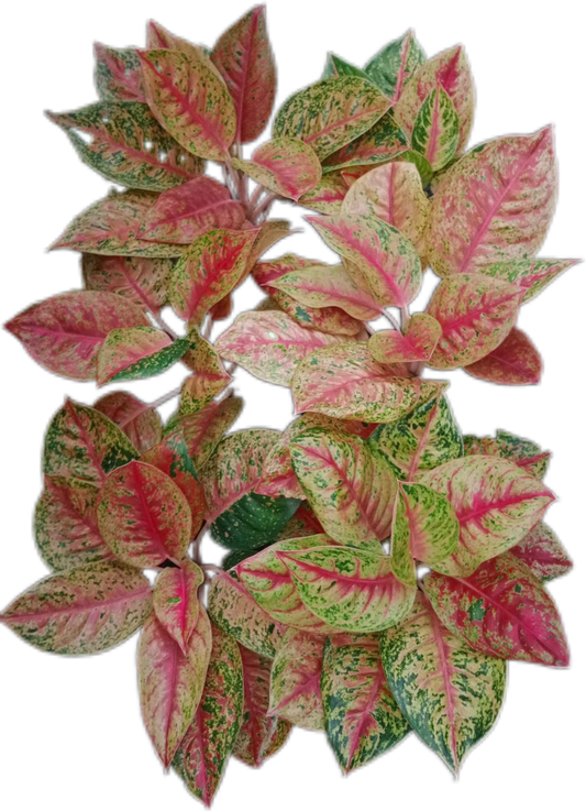 Aglaonema “Mahasettee” Wholesale Set of 10 Plants