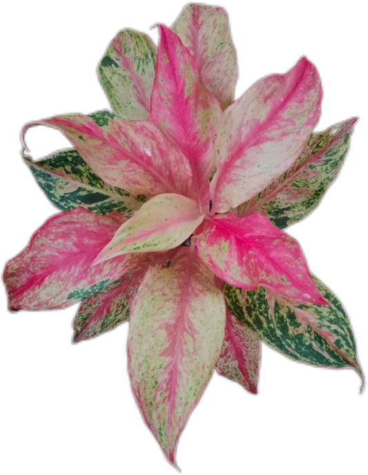 Aglaonema “Butterfly” – Set of 10 Plants
