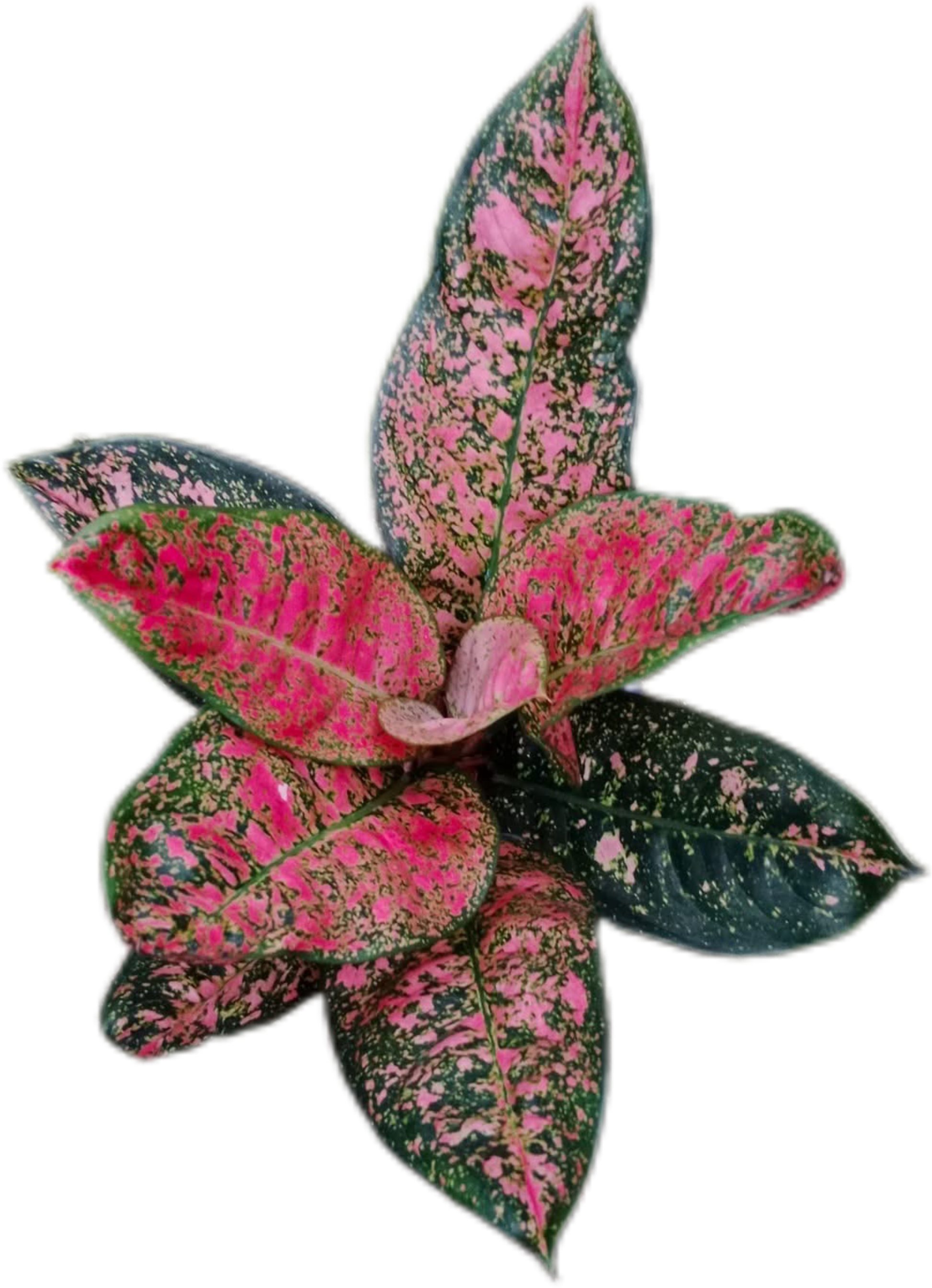 Aglaonema “Siam Ruby” – Set of 5 Plants