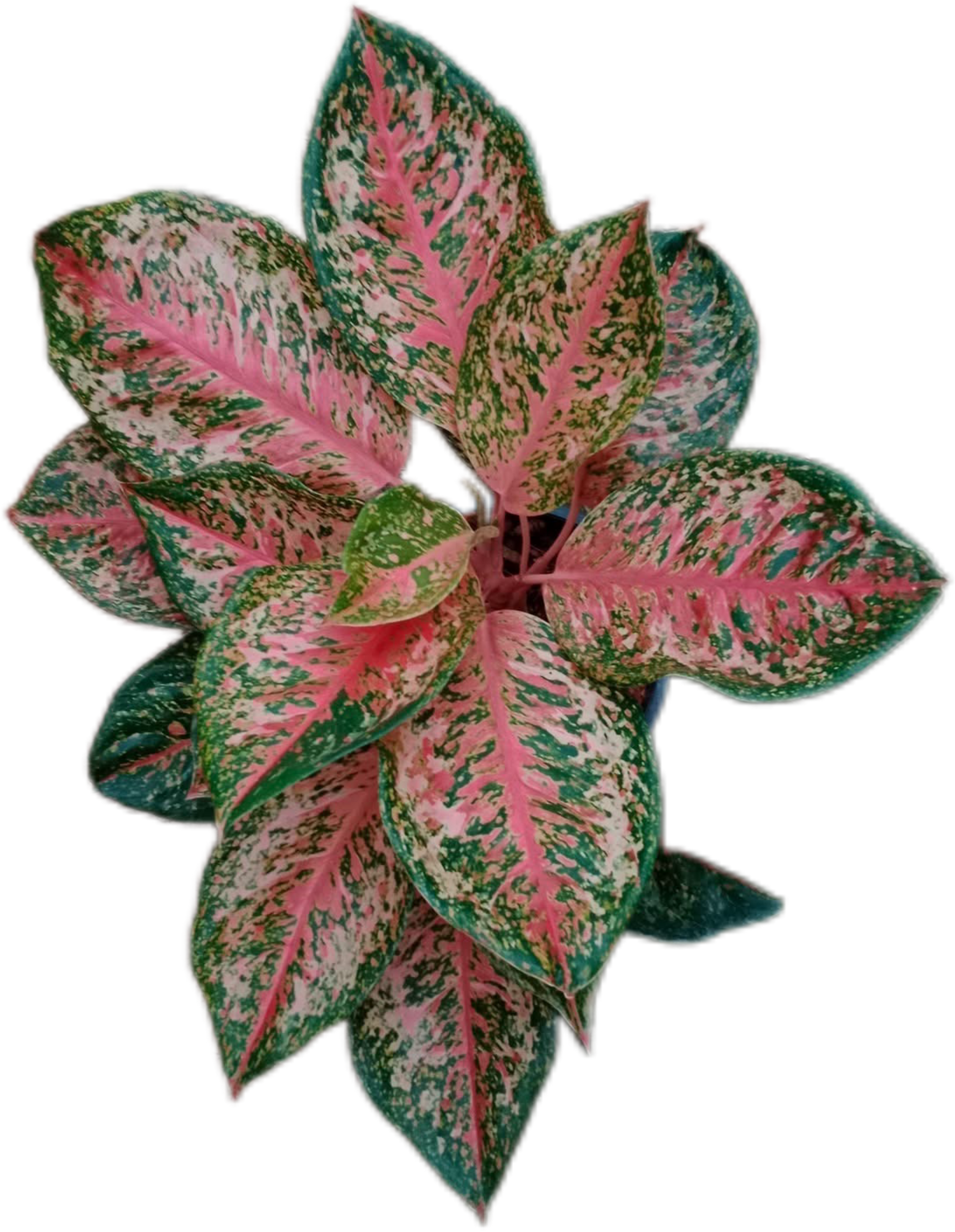 Aglaonema “9 Karat” – Set of 10 Plants