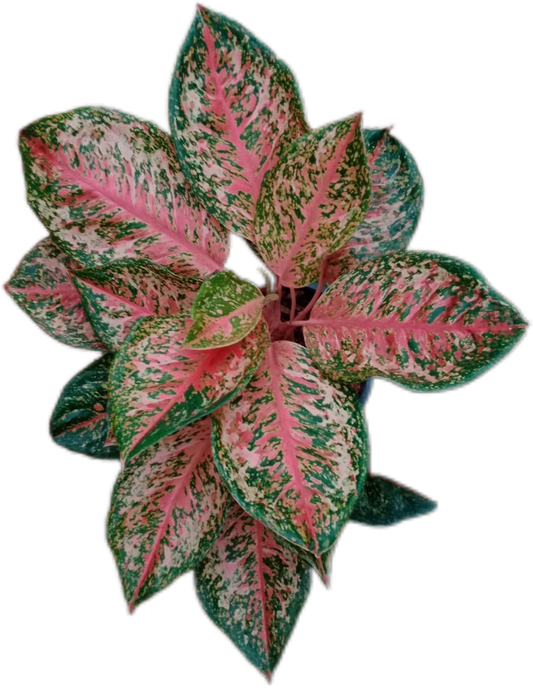Aglaonema “9 Karat” – Set of 10 Plants