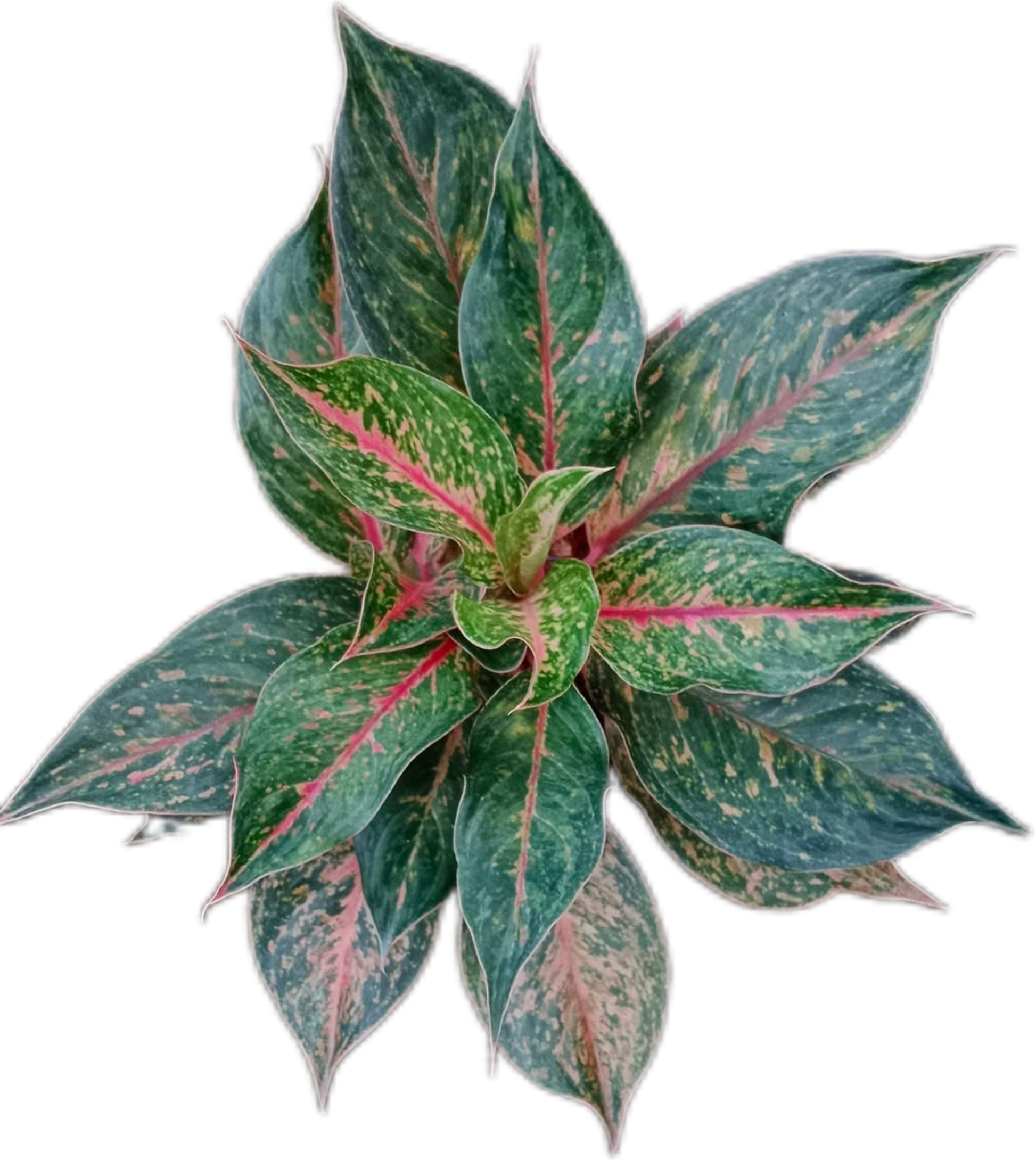 Aglaonema Phet Phairin – Set of 10 Plants