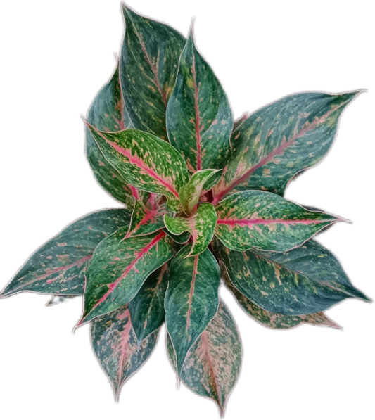 Aglaonema Phet Phairin – Set of 10 Plants