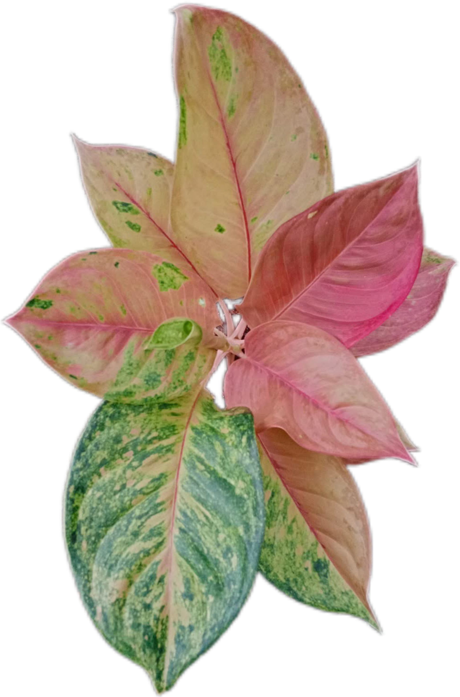 Aglaonema “Sky Velvet” – Set of 10 Plants