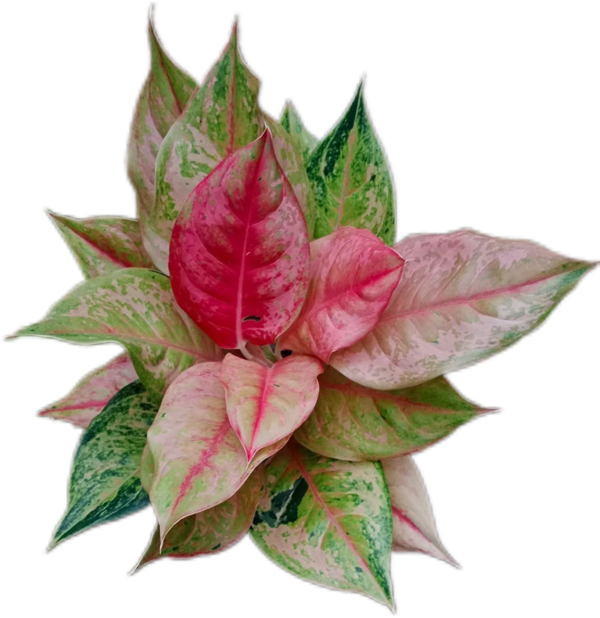 Aglaonema “Prakai Phet” – Set of 10 Plants