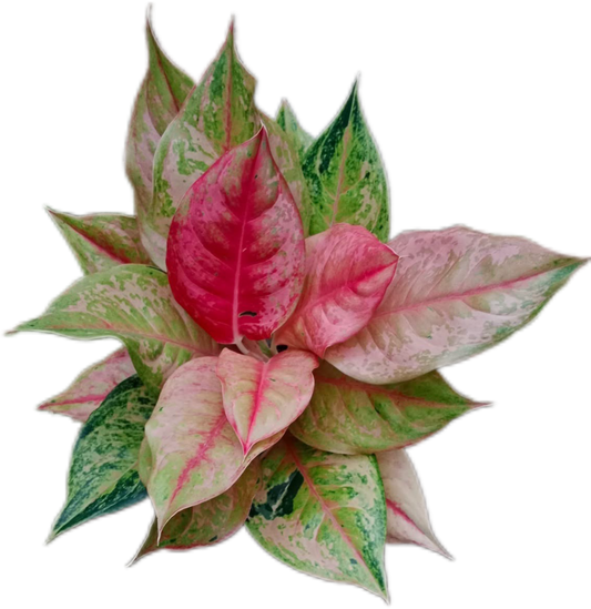 Aglaonema “Prakai Phet” – Set of 10 Plants