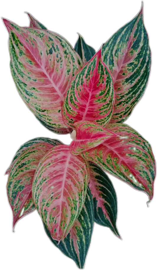 Aglaonema “Mahanakorn” – Set of 10 Plants