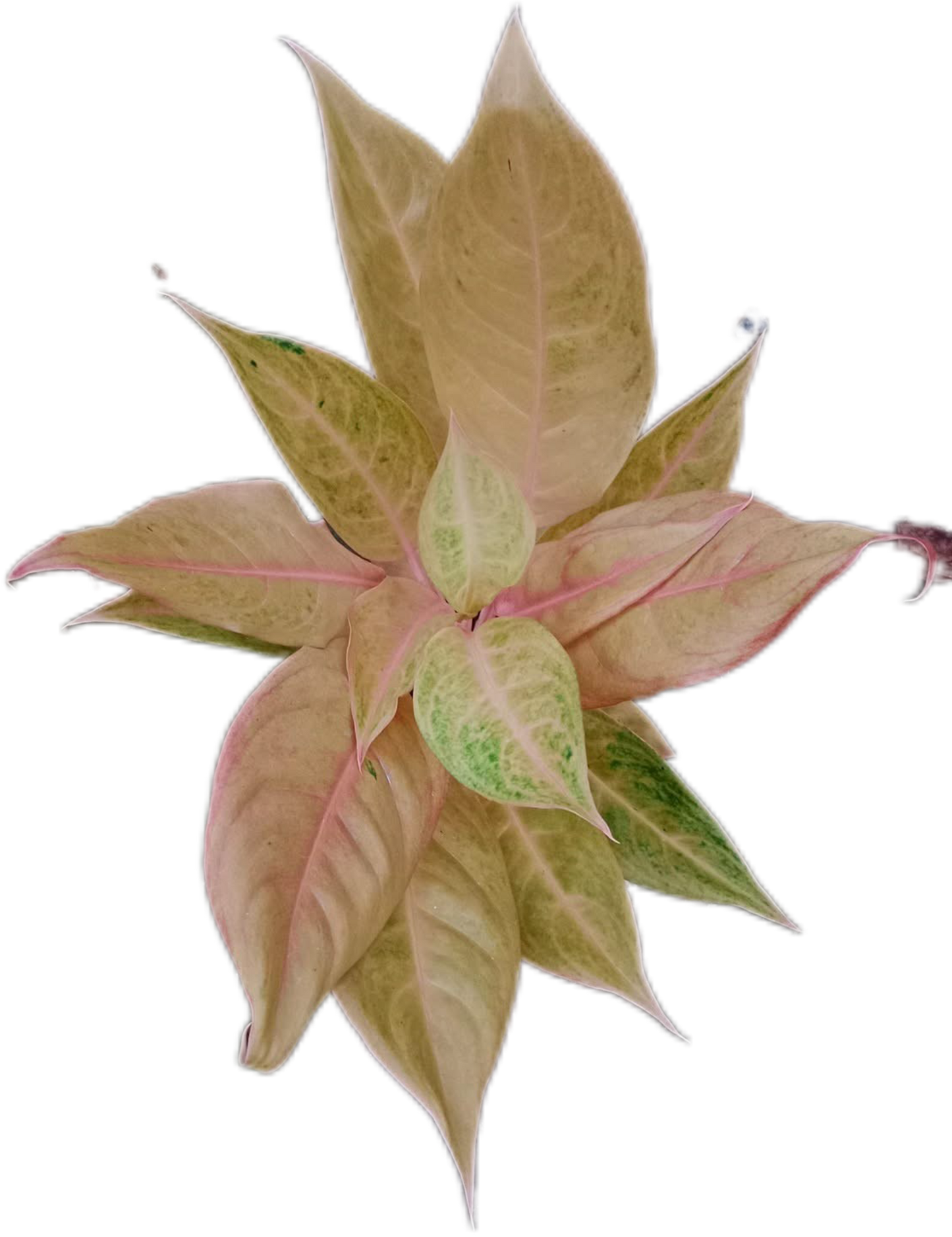 Aglaonema “Mulan” | Set of 10 Live Plants
