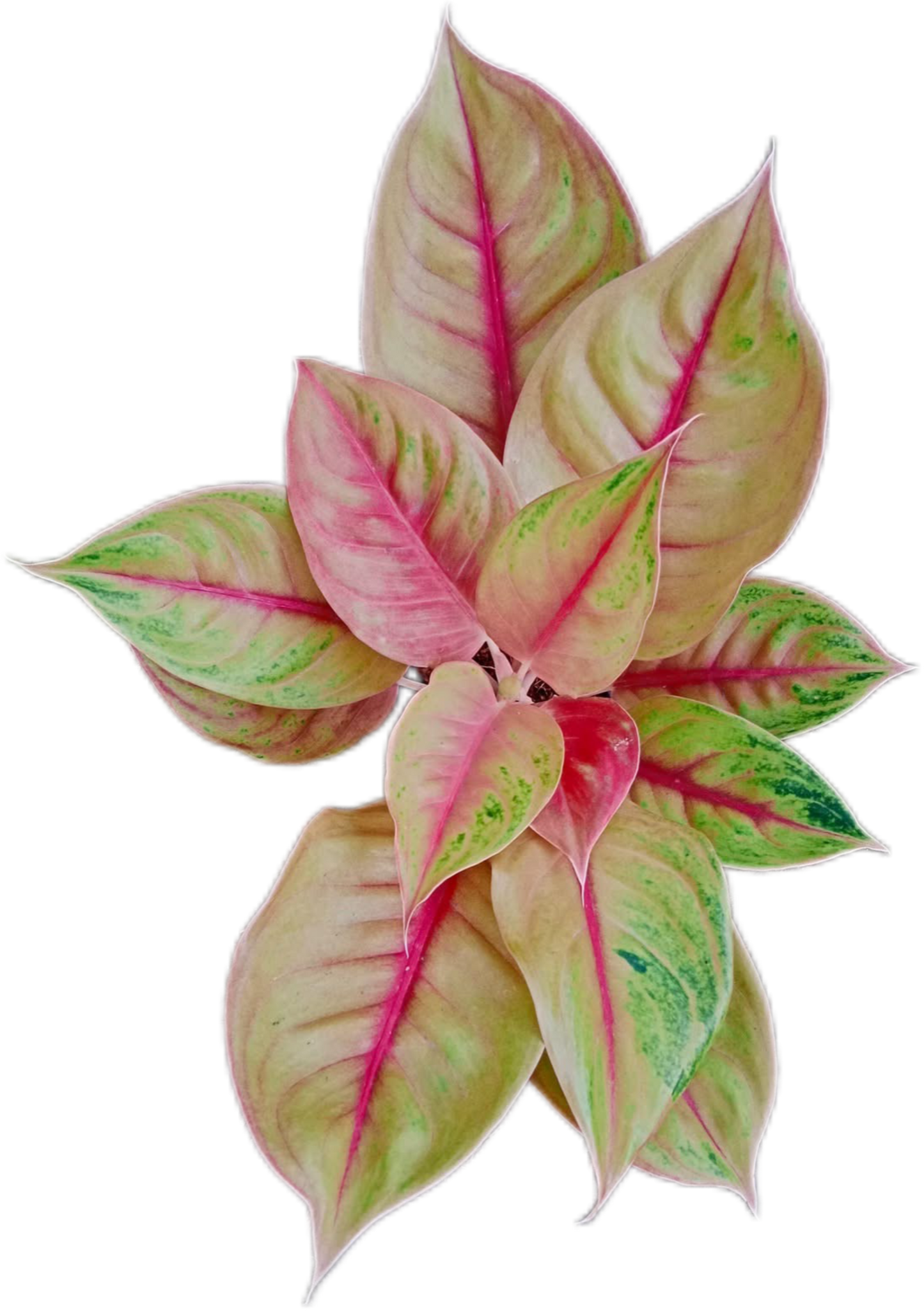 Aglaonema “Sung Thong” Set of 10 Live Plants
