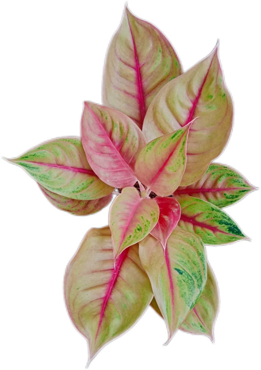 Aglaonema “Sung Thong” Set of 10 Live Plants