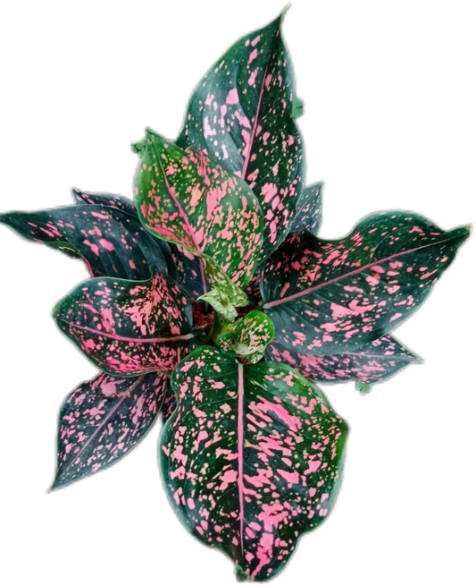 Aglaonema “Pink Dalmatian” (Bundle Set of 10 Plants)