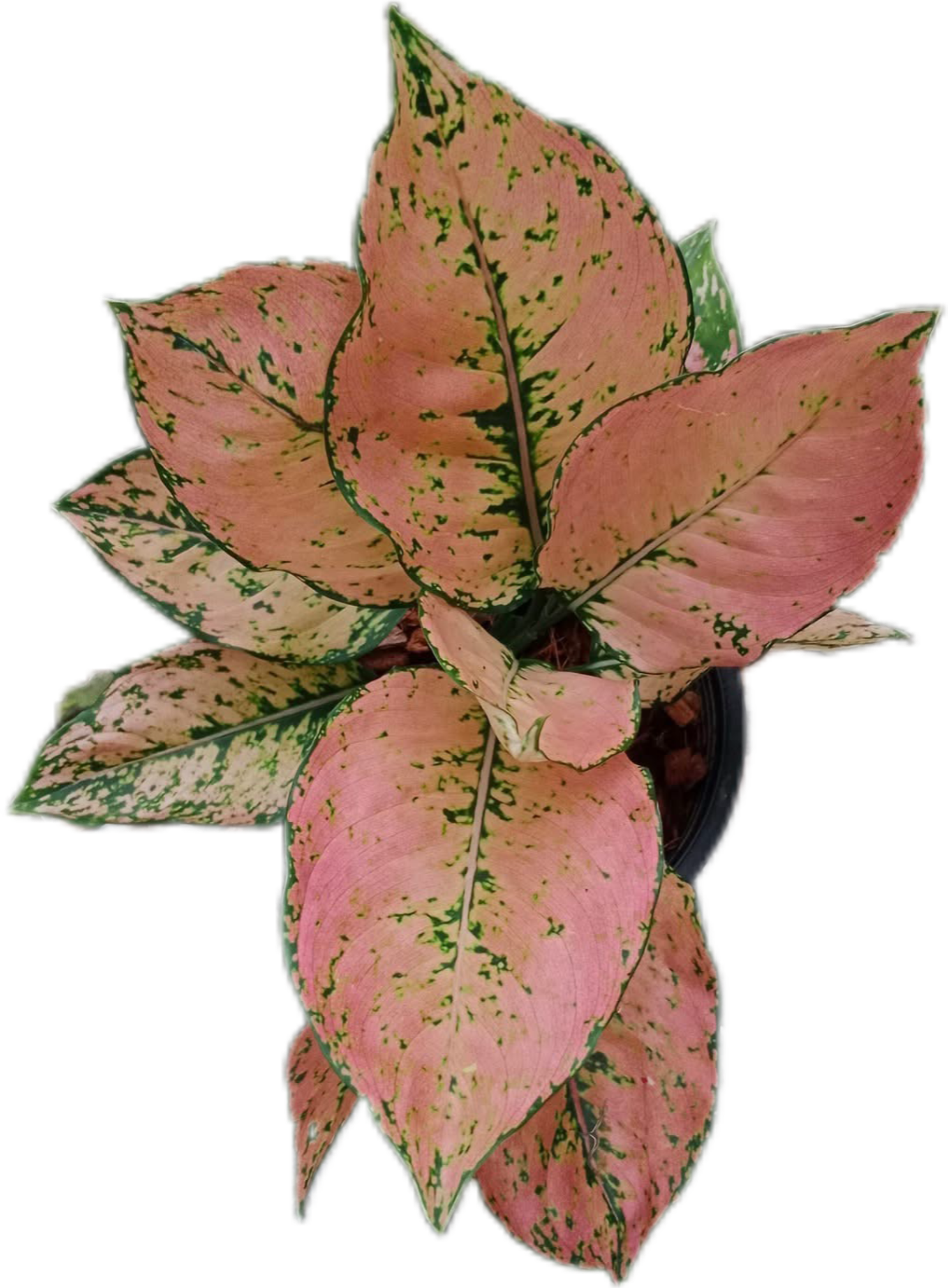 Buy Aglaonema “Kham Khun Orange” Bundle o…