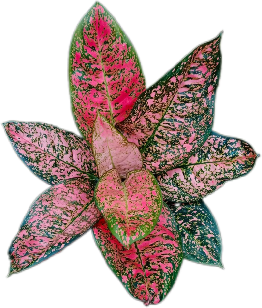 Aglaonema “Siam Ruby” – Set of 5 Plants
