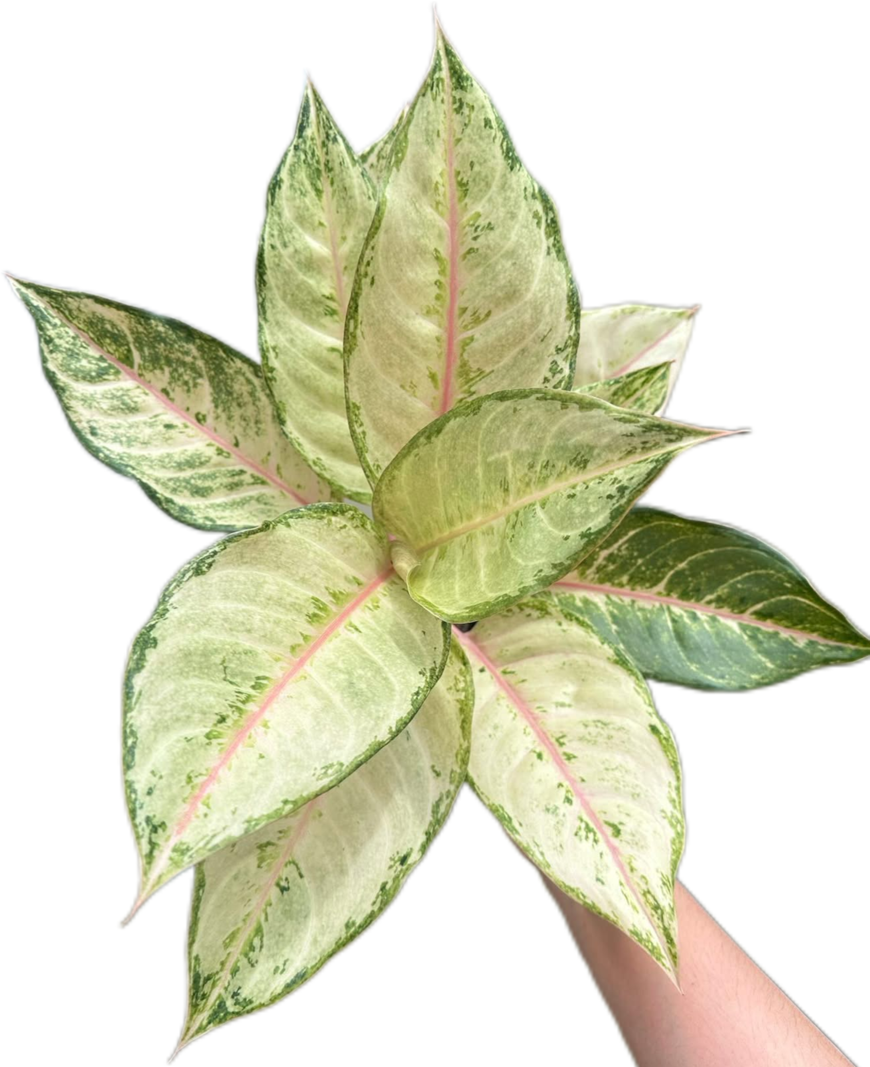 aglaonema frost Buy Aglaonema “Frozen” Bundle of 5 Plants