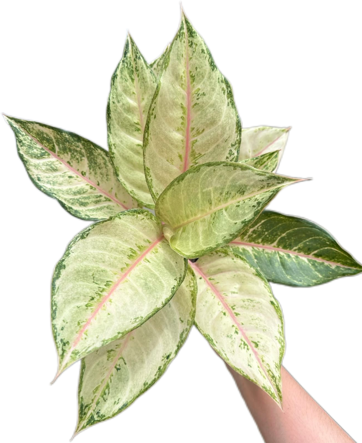Aglaonema “Frozen” Wholesale Set of 10 Plants
