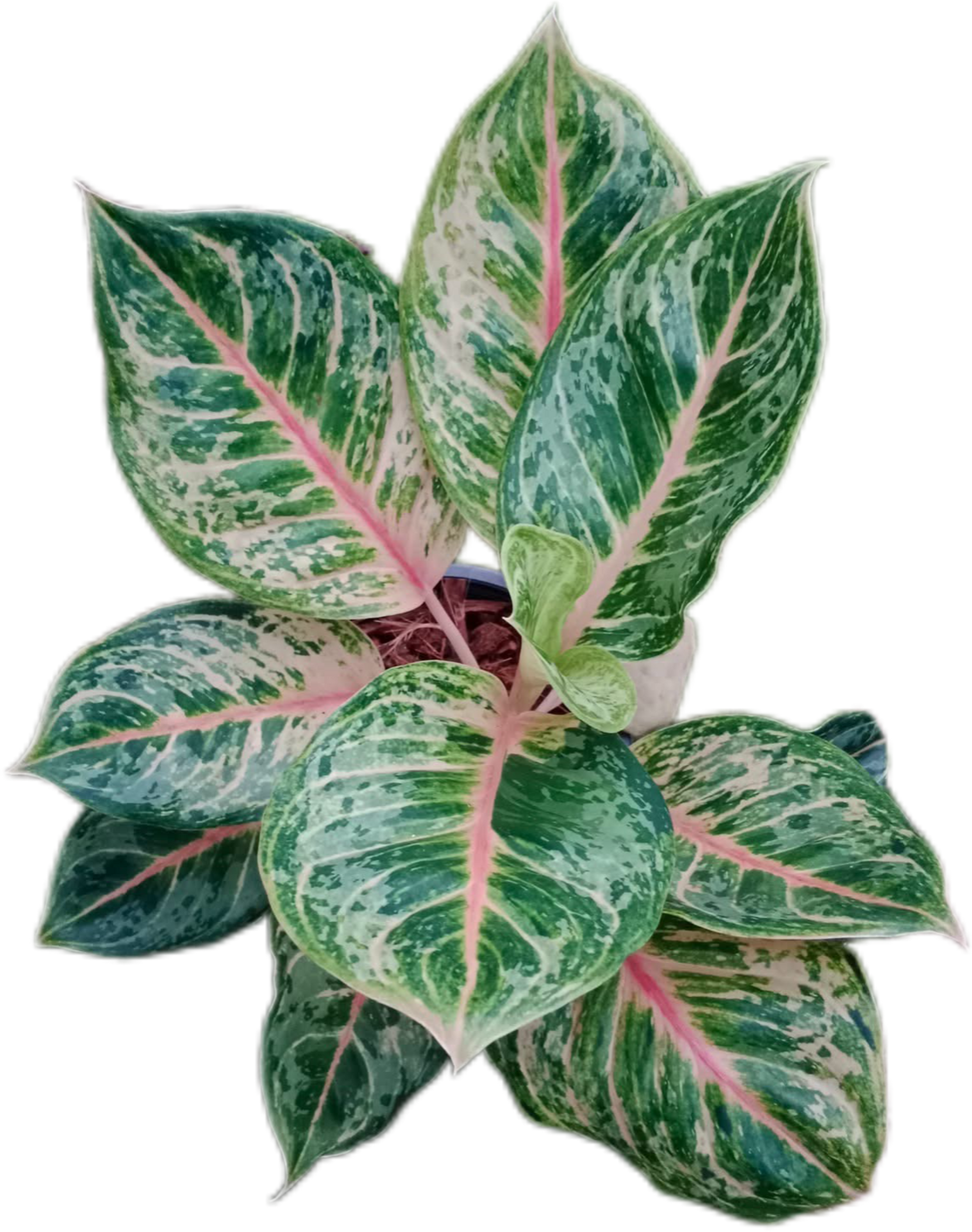 Aglaonema “Pink Tiger”