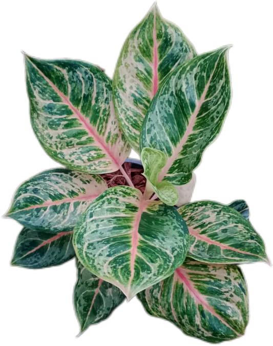 Aglaonema “Pink Tiger”