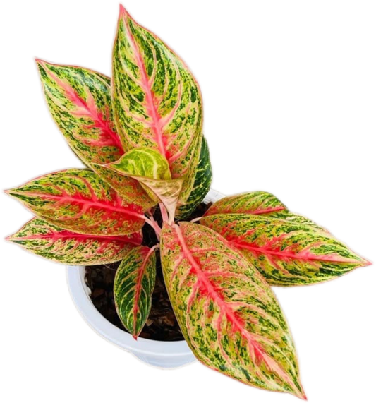Aglaonema “Thong Mongkol” – Set of 10 Plants