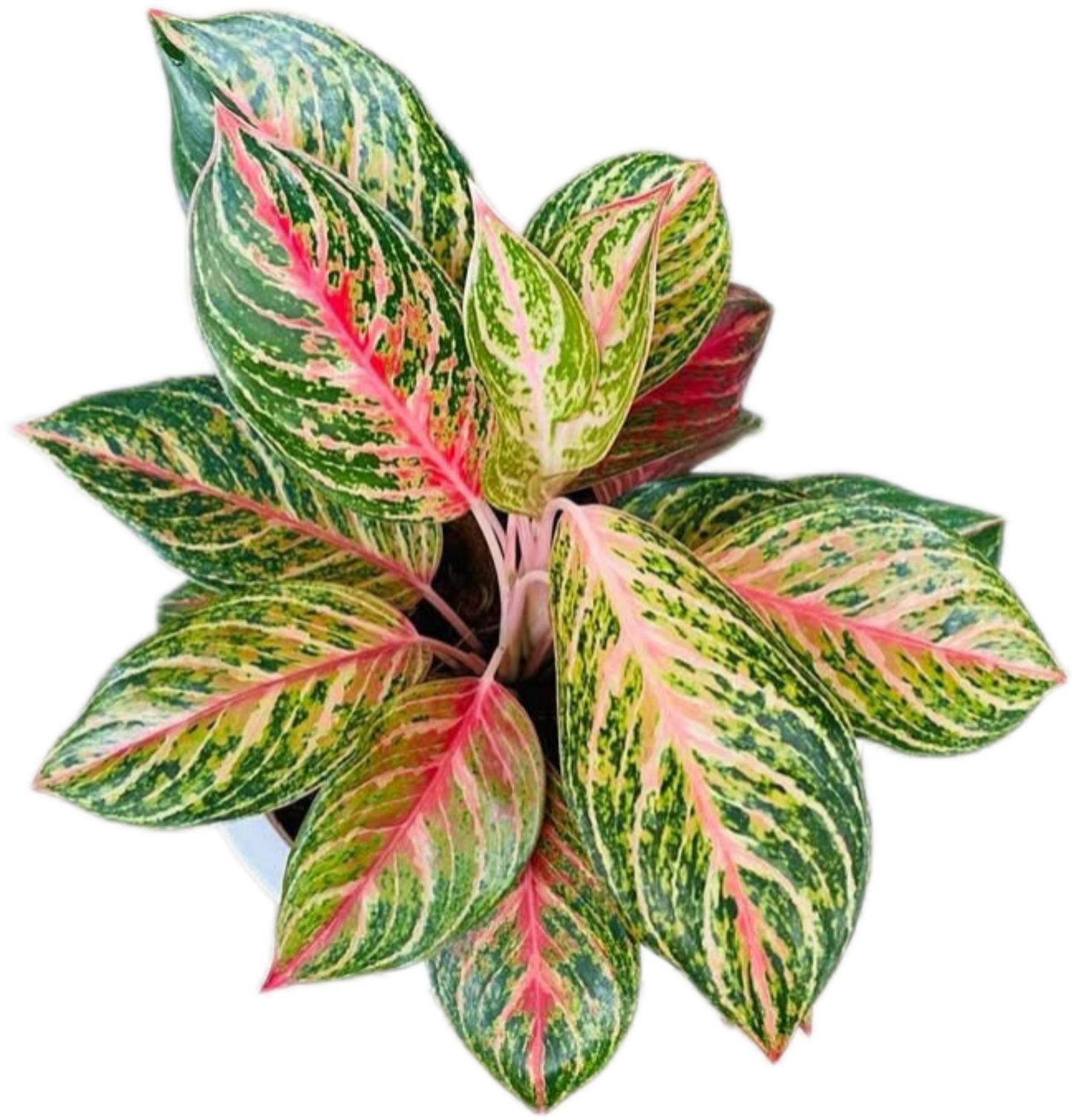 Aglaonema “Miss Thailand” – Set of 10 Plants