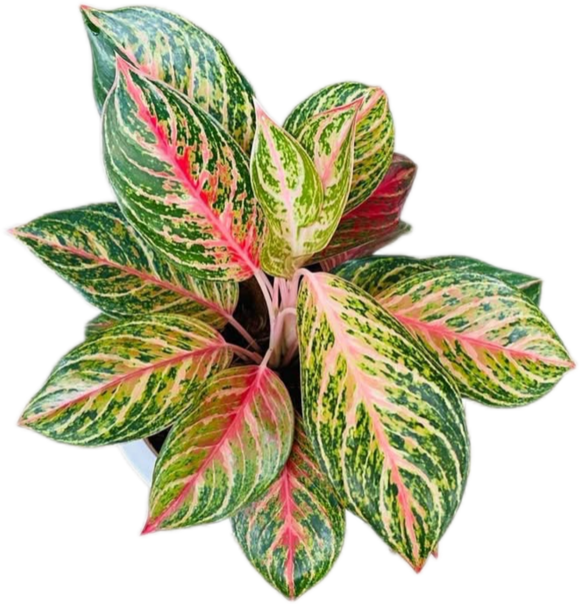 Aglaonema “Miss Thailand” – Set of 10 Plants
