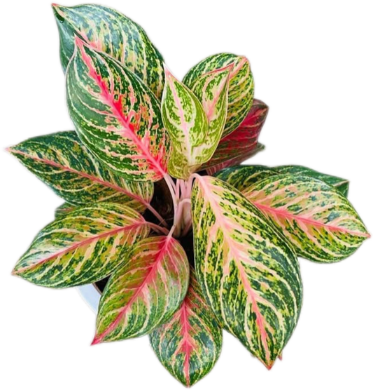 Aglaonema “Miss Thailand” – Set of 10 Plants