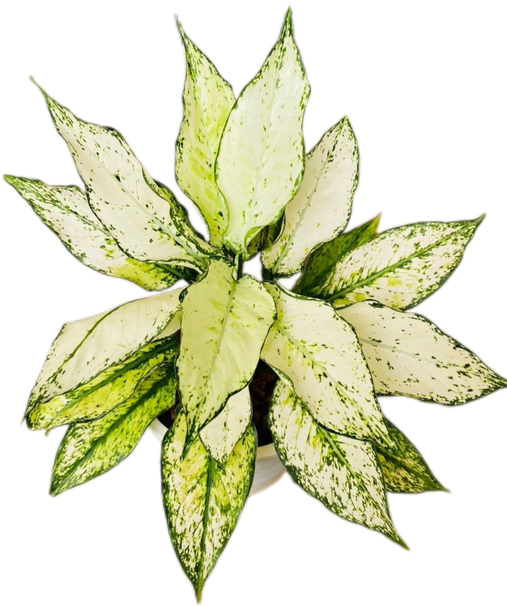 Aglaonema “Siam Paragon” – Set of 10 Plants