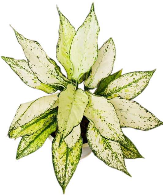 Aglaonema “Siam Paragon” – Set of 10 Plants
